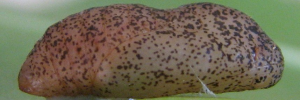 Pupae